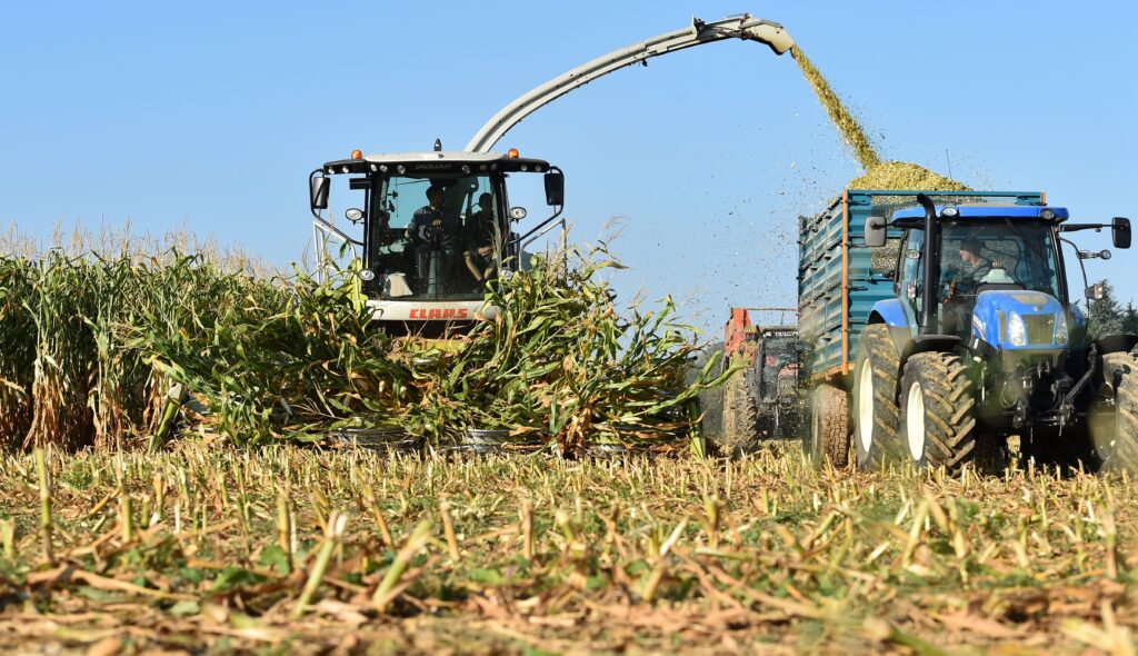 Farmers gather corn