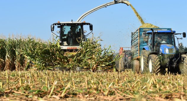 Farmers gather corn