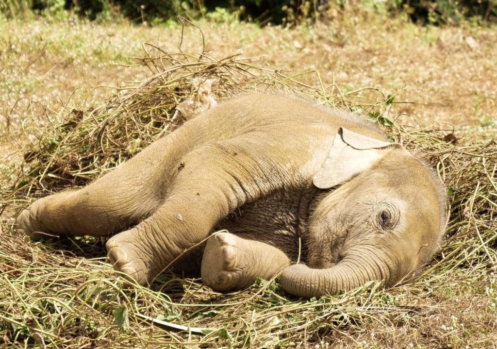 A Herd of Allegedly Drunk Elephants Was Found Passed Out in Jungle After Stealing Locals' Home-Brewed Alcohol