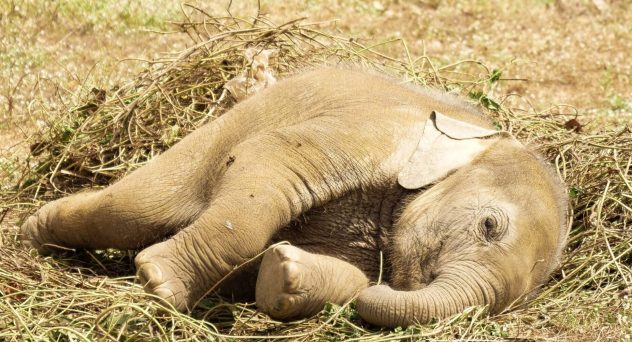 A Herd of Allegedly Drunk Elephants Was Found Passed Out in Jungle After Stealing Locals' Home-Brewed Alcohol