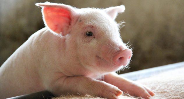 Piglet