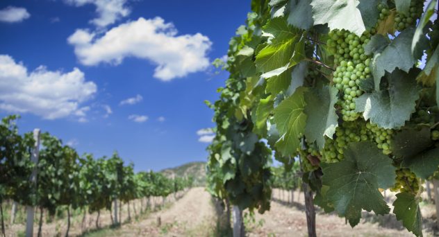 Ukraine's Minefields