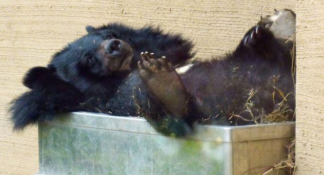 Bear Burglars Booze: Black Bear on the Loose After Stealing Rum