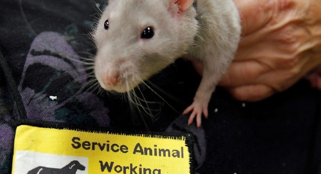 Pet Rat