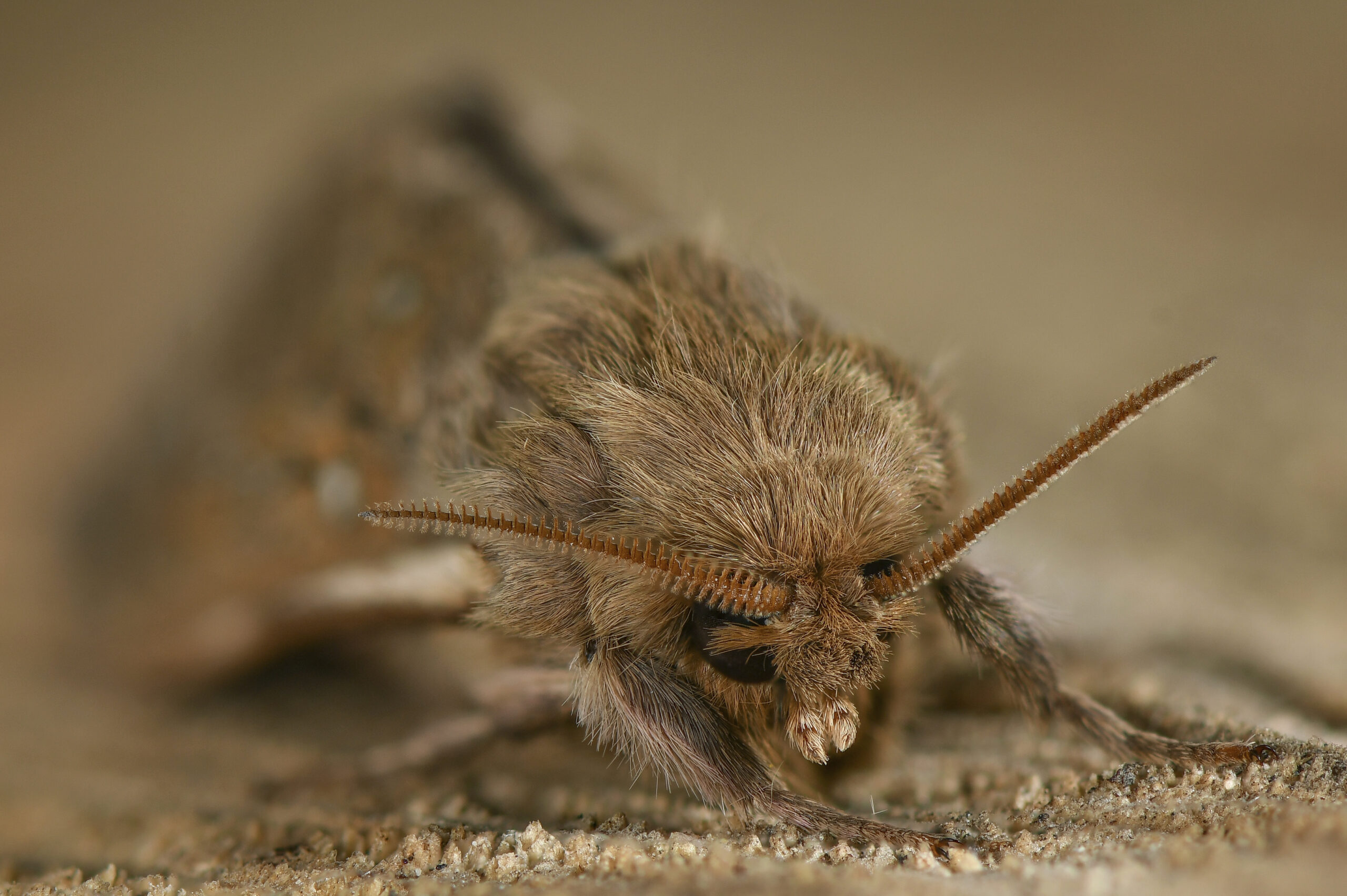 Mescal Insects DNA Testing Concludes That the Mezcal Worm Is Actually a Mezcal Moth ...
