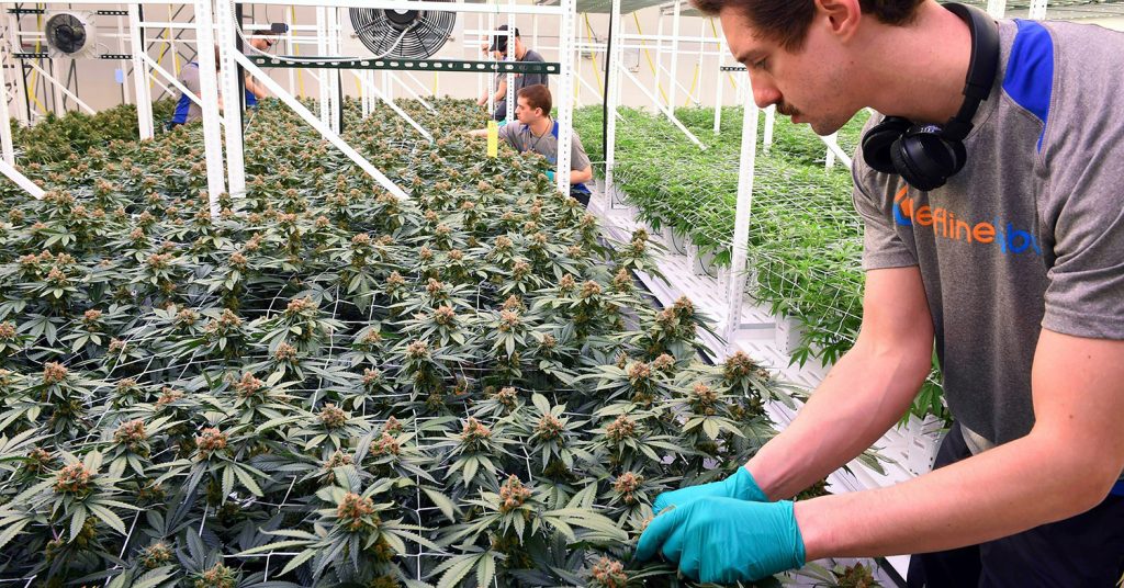 Alcohol Distributors Make Push for Federal Legalization of Marijuana, Implore Congress to Act