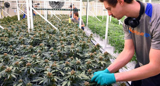 Alcohol Distributors Make Push for Federal Legalization of Marijuana, Implore Congress to Act