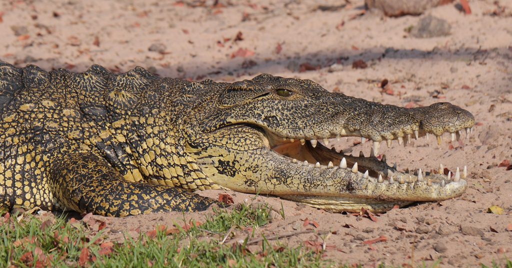Cheeky Crocodile Steals Cooler Full of Beer After Crashing Picnic