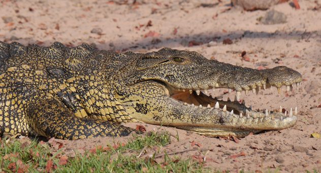 Cheeky Crocodile Steals Cooler Full of Beer After Crashing Picnic