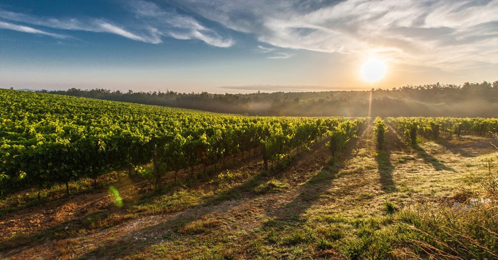 Wine Grapes First Farmed by Stone Age People 11,000 Years Ago, New Study Claims
