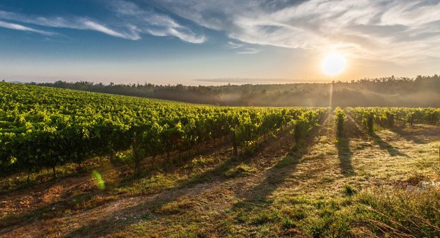 Wine Grapes First Farmed by Stone Age People 11,000 Years Ago, New Study Claims