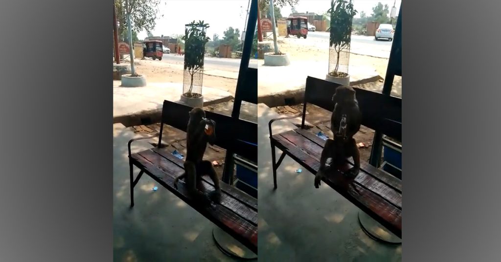 ‘I’ve Assembled a Squad’: Police on the Hunt for Alcohol Stealing Monkey After It Downs a Bottle of Liquor in Video