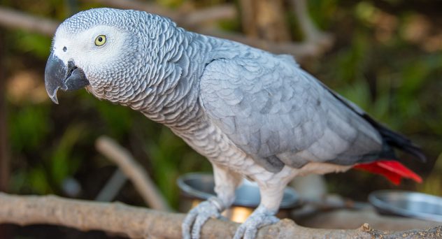 Florida Woman Allegedly Guns Down Pet Parrot During Drunken Fight With Husband