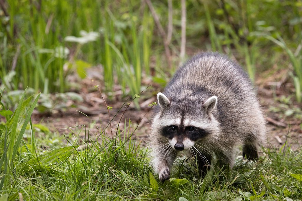 Beer Bandit Raccoons Cause Thousands of Dollars Worth of Property Damage