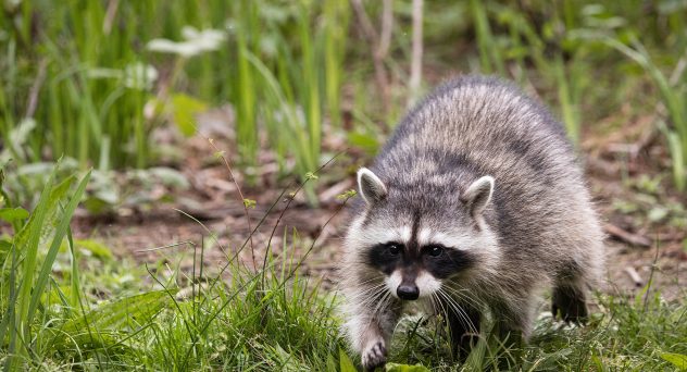 Beer Bandit Raccoons Cause Thousands of Dollars Worth of Property Damage