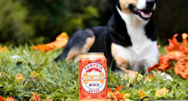 Pumpkin Spice Everything: Busch Beer Creates Pumpkin Spice-Flavored Drink – Just for Dogs
