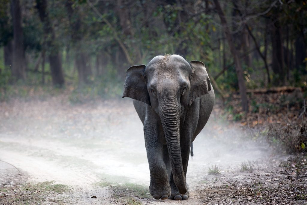 Allegedly Drunk Elephant Goes on Rampage After Stealing Locals Booze