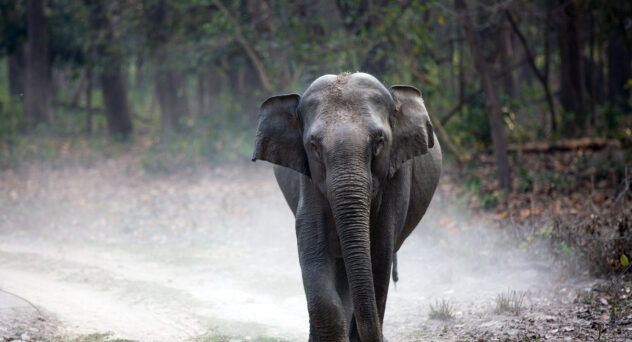 Allegedly Drunk Elephant Goes on Rampage After Stealing Locals Booze