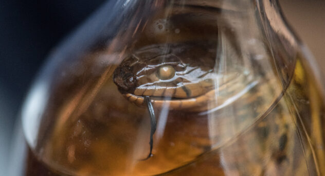 Snake Whiskey