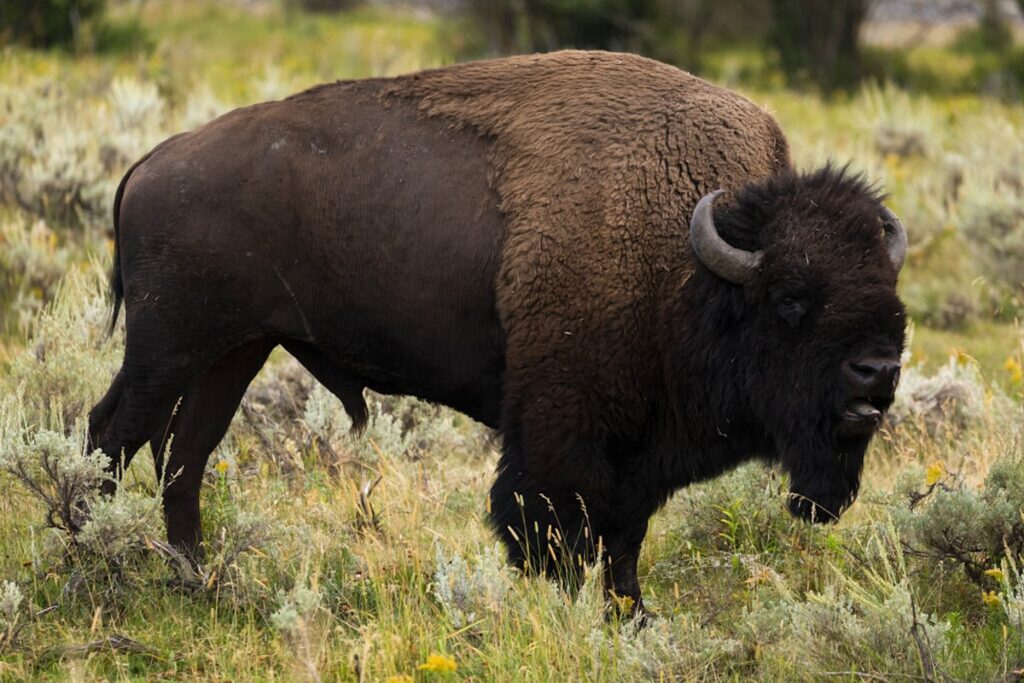 Yellowstone