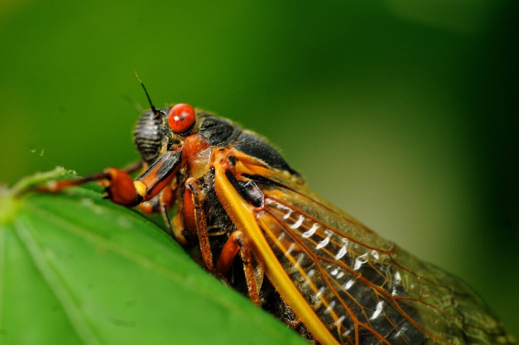 cicada-geddon