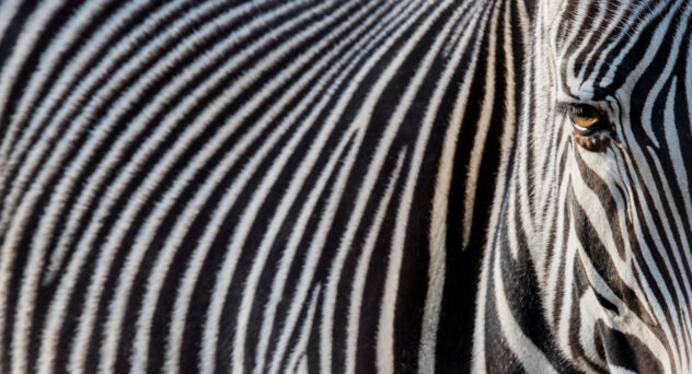 what is zebra striping