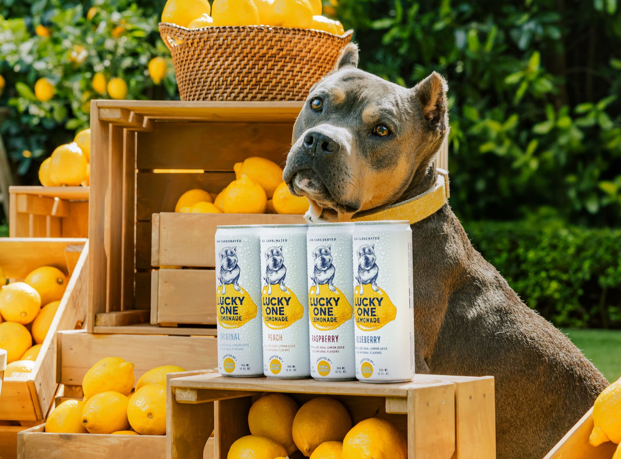Dave Portnoy's Dog Just Got Its Own Vodka Lemonade Brand From the