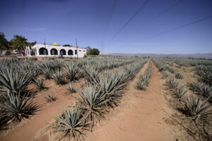 Tequila