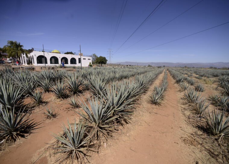 Agave Growers Accuse Four New Tequila Brands of Adulteration, Misleading Advertising spirit image