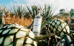 Tequila Trends