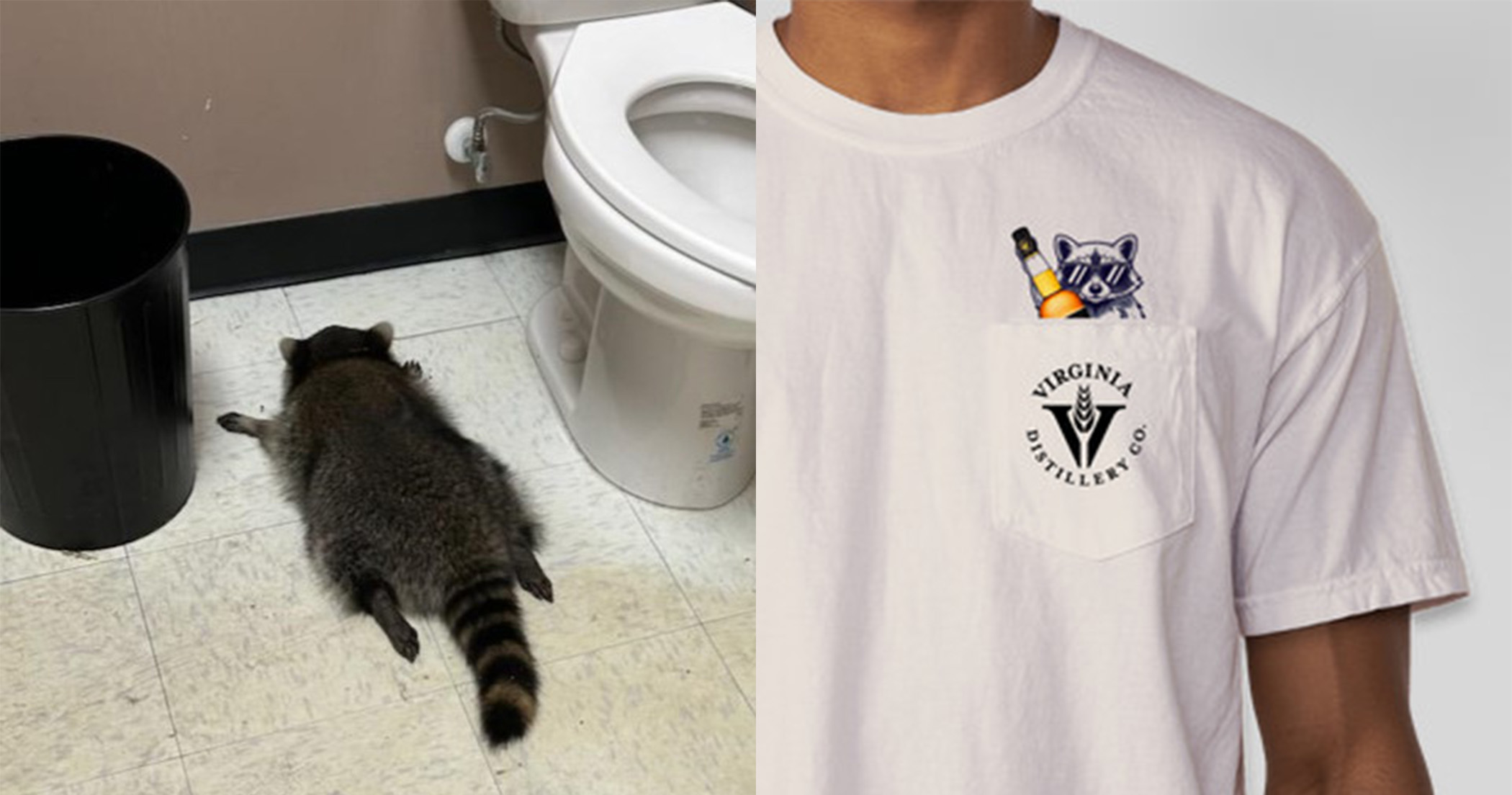 Small Racoon Viral Viral 'Drunk Raccoon' Commemorated with Fundraising Drive