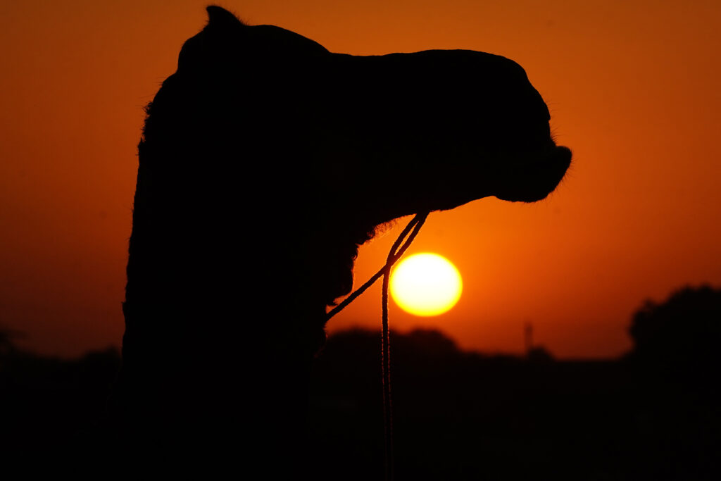 camel liquor smuggling