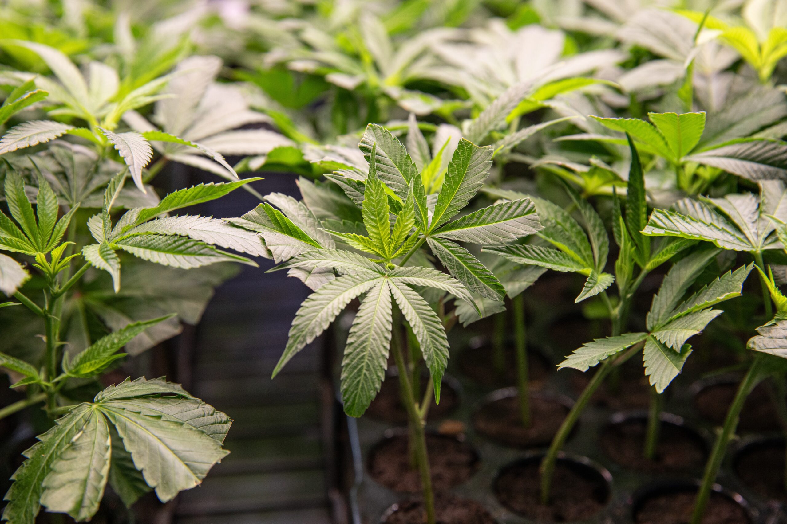 Hemp Ban